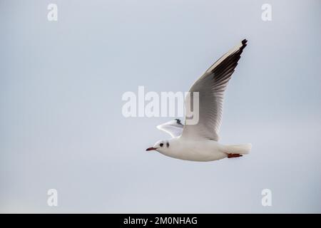 Seagull flying in a cloudy sky over the sea waters Stock Photo