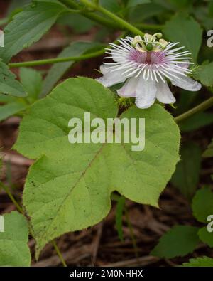 Closeup vertical view of bright white and purple pink flower and leaf of wild passiflora foetida vine aka stinking passionflower on natural background Stock Photo