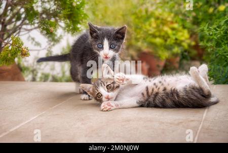 Two cute and funny baby kittens, with different coat colors, playing together outside on a garden terrace, Greece Stock Photo