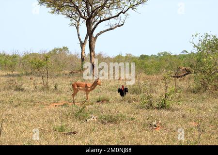 Impala and Southern Ground Hornbill (Bucorvus leadbeateri), Kruger National Park in South Africa Stock Photo