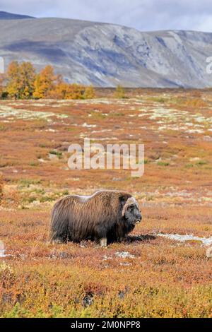 Muskox (Ovibos moschatus) solitary bull / male on the tundra in autumn / fall, Dovrefjell–Sunndalsfjella National Park, Norway Stock Photo