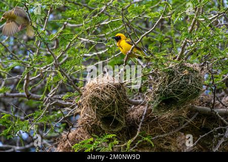 Speke's Weaver (Ploceus spekei) nesting on acacia tree, Ndutu Conservation Area, Serengeti, Tanzania. Stock Photo