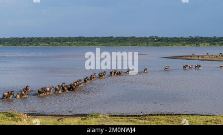 Blue wildebeest (Connochaetes taurinus) crossing the lake Ndutu, Ndutu Conservation Area, Serengeti, Tanzania. Stock Photo