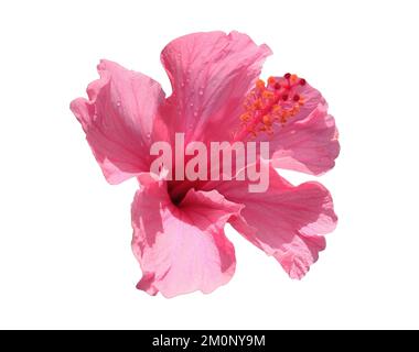Blossoming Pink Hibiscus Isolated on White Background Stock Photo