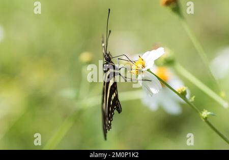 Feeding Zebra Heliconian (Heliconius charithonia) Stock Photo