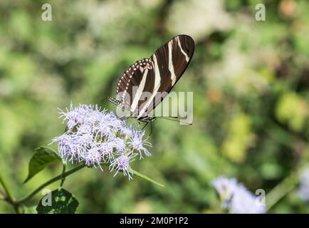Feeding Zebra Heliconian (Heliconius charithonia) Stock Photo