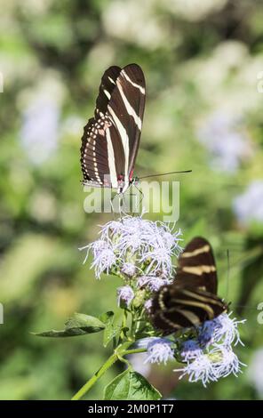 Feeding Zebra Heliconian (Heliconius charithonia) Stock Photo