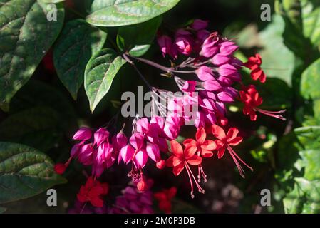 Pink and red flowers of bleeding heart vine closeup on green leaves background Stock Photo