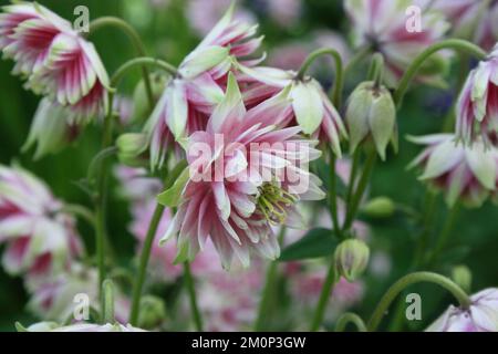 Columbine (Aquilegia vulgaris 'Nora Barlow') Stock Photo