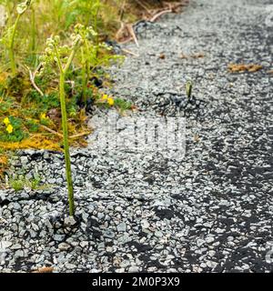 Bracken seedling growing up and forcing through cracks in old tarmac road surface Stock Photo
