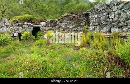 Ruined walls of Totaig Broch (Caisteal Grugaig) an ancient Scottish iron age roundhouse, Letterfearn, Highland, Scotland, UK Stock Photo