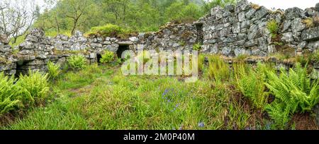 Ruin walls of Totaig Broch (Caisteal Grugaig) an ancient Scottish iron age roundhouse, Letterfearn, Highland, Scotland, UK Stock Photo