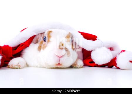 Funny Christmas bunny, Rabbit in red santa claus costume peeps out from behind table on white background - animals, pets, christmas and new year . Stock Photo