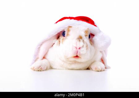 Funny Christmas bunny, Rabbit in red santa claus costume peeps out from behind table on white background - animals, pets, christmas and new year . Stock Photo