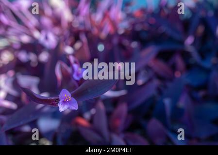 Blurred purple heart plant. Purple leaves and pink flowers closeup on sunny day Stock Photo