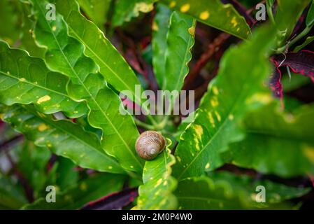 Snail on green leaves background. Unusual croton leaves with wavy edges Stock Photo