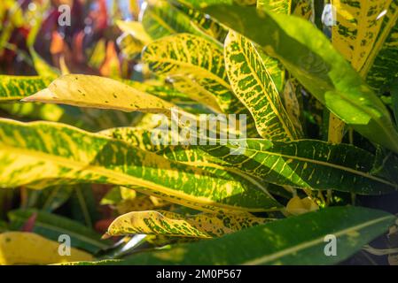 Long croton leaves closeup. Lush colorful foliage of yellow iceton croton Stock Photo