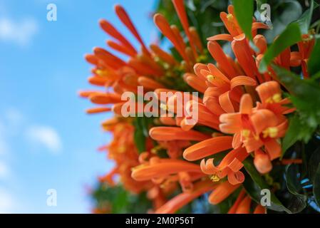Flamevine orange flowers and green leaves summer background Stock Photo