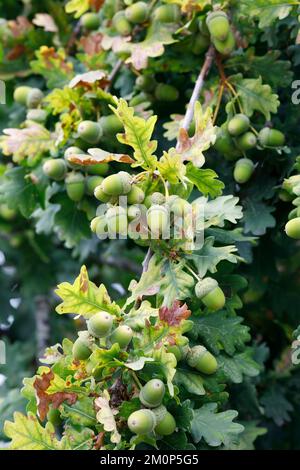 Quercus robur seeds. Acorns. Stock Photo