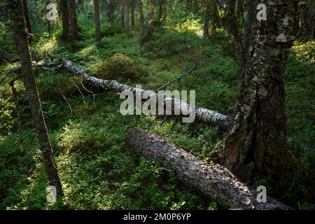 Summery old-growth taiga forest in Riisitunturi National Park, Northern  Finland Stock Photo - Alamy