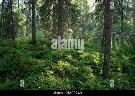 Summery old-growth taiga forest in Riisitunturi National Park, Northern  Finland Stock Photo - Alamy