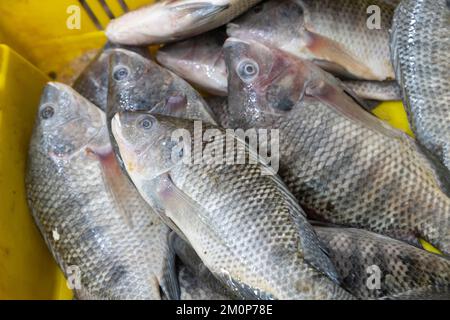 Bream fish for sale at a market in Acre Israel Stock Photo