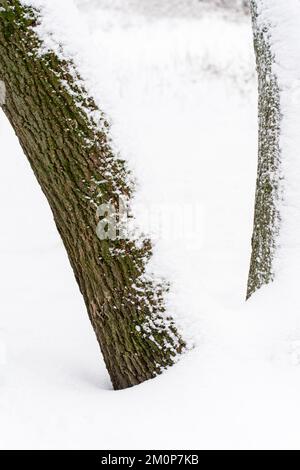 Snow in the bark of a pine tree texture selective focus Stock Photo