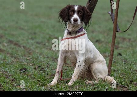 springer spaniel sitting at peg Stock Photo