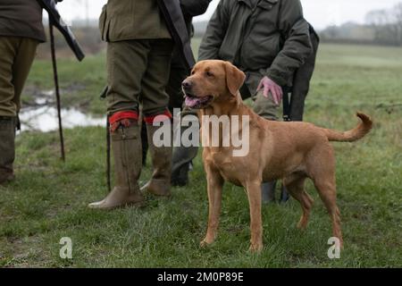 red fox labrador on a shoot day Stock Photo