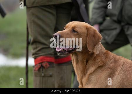 red fox labrador on a shoot day Stock Photo