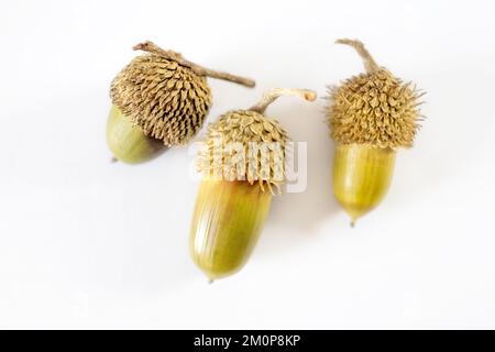 Three Israeli acorns are isolated on white. Horizontal frame. Stock Photo