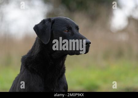 head shot of black Labrador Stock Photo
