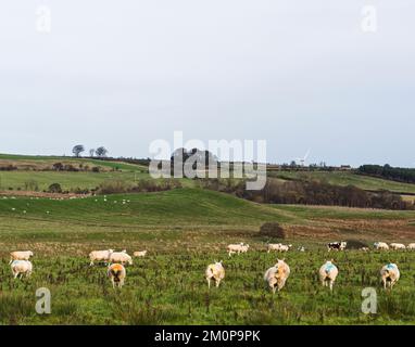 Northumberland, UK, ewes i the landscape with raddle colours to show ...