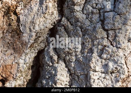 A macro of a lichen Thelotrema lepadinum covering a tree bark on a sunny summer day in Estonia, Northern Europe Stock Photo