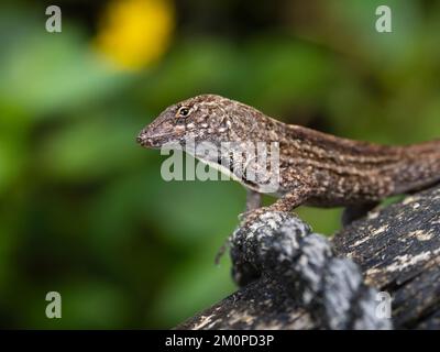 A close head view of a brown anole lizard, Anolis sagrei, also known as Cuban brown anole, or De la Sagra's anole. Stock Photo