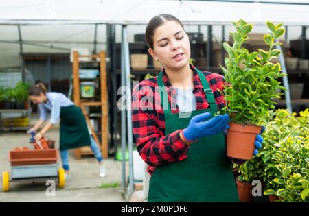Smiling female gardener arranging potted Euonymus Aurea for market and wearing greenhouse uniform Stock Photo