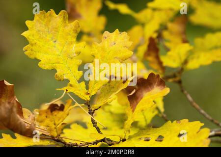 Close-up of colorful yellow Common oak leaves in an autumnal boreal forest in Estonia, Northern Europe Stock Photo