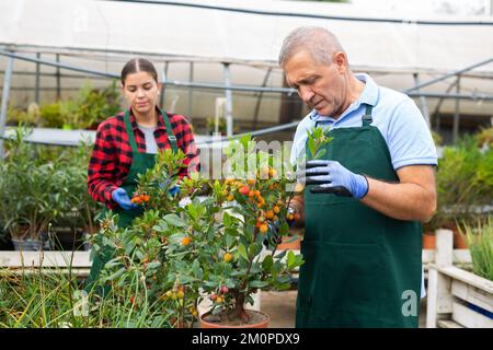 Professional male gardener taking care of potted Arbustus Unedo shrub in glasshouse Stock Photo