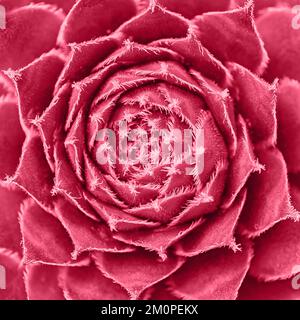 Succulent Cactus Background. Close up of succulent cactus. Stock Photo