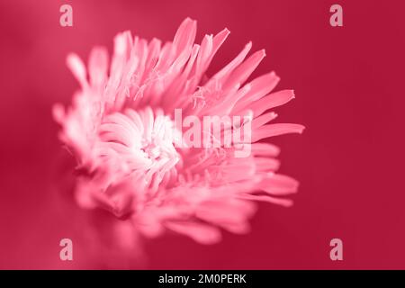 blooming red flower with water drops. floral background Stock Photo