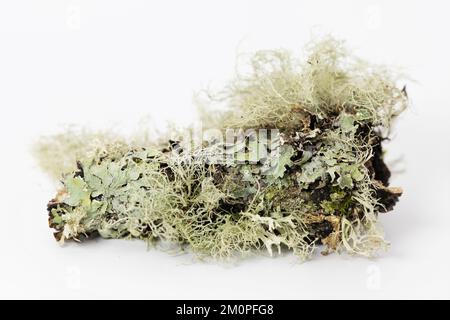Lichen on a chunk of wood, on a white background. Stock Photo