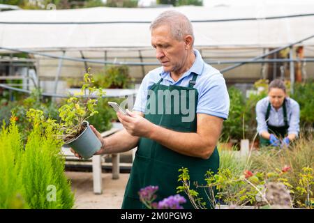 Focused male gardener in uniform taking photos of flowers and potted plants on phone in greenhouse Stock Photo