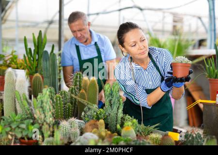 Professional male and female gardeners taking care of potted cacti in glasshouse Stock Photo