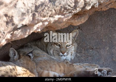 Bobcat at Arizona-Sonora Desert Museum in Tucson, Arizona Stock Photo
