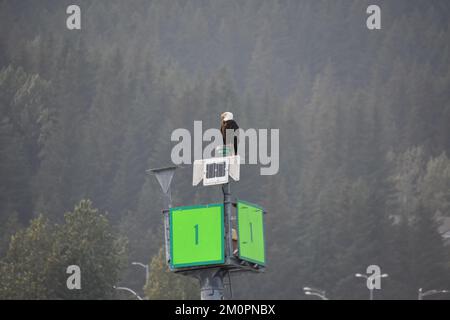 Bald eagle perched on inlet marker in smoky air Stock Photo