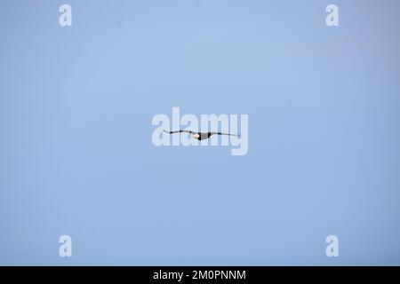 Bald eagle in flight against bright blue sky Stock Photo