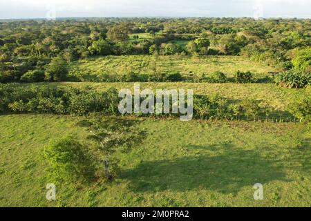 Green agriculture plantation background aerial drone view Stock Photo