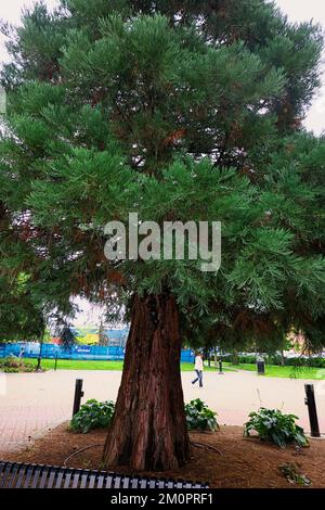 Big Tree, Giant Sequoia, Sierra Redwood, Wellingtonia 2 (Sequoidendron gigantium) - growing in Memorial Peace Park, Maple Ridge, B. C., Canada. Stock Photo