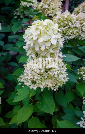 White to cream Hydrangea paniculata 'Limelight' in flower, growing in a garden in Surrey, south-east England in summer Stock Photo