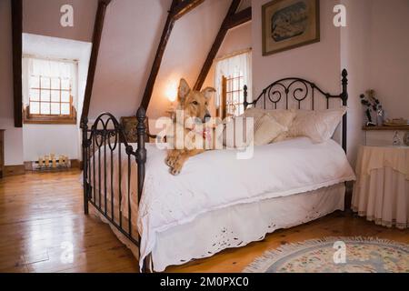 Mixed Shetland dog on antique four poster double bed and antique furnishings in master bedroom on upstairs floor inside old 1800s log home. Stock Photo